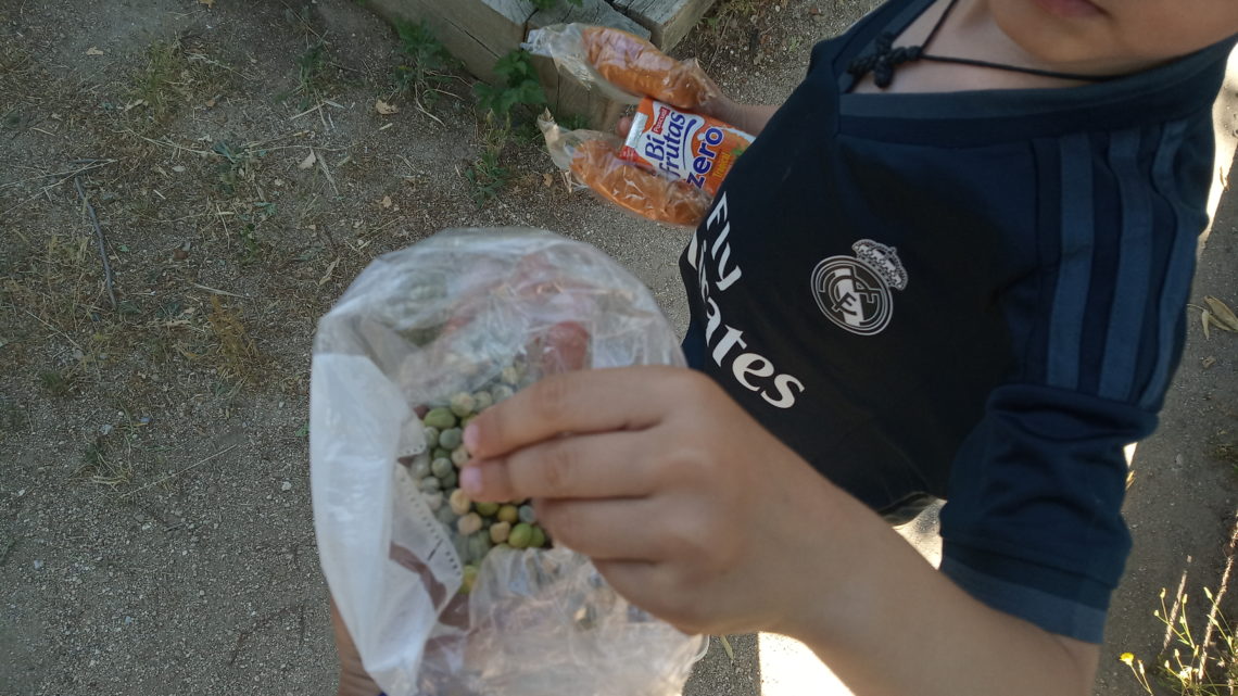 Ficha didáctica- Las semillas del huerto.