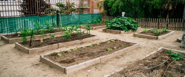 huerto buero verano 2020